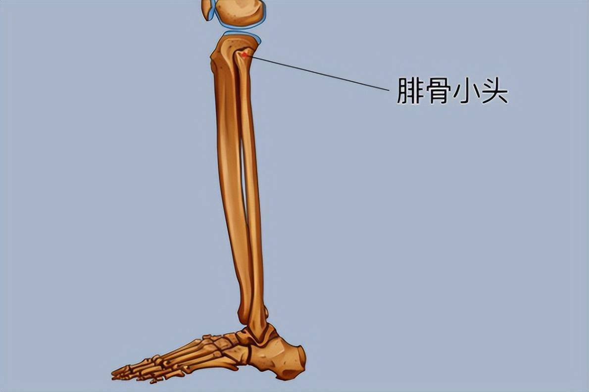 肘關節內側:是尺神經溝所經之處,尺神經非常表淺