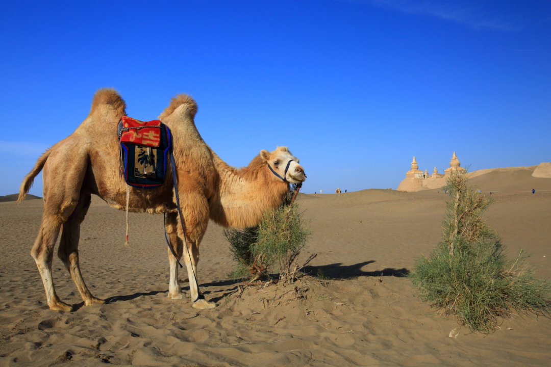 国际上关于骆驼奶抗癌作用的研究进展!