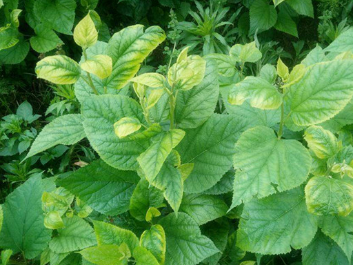 桑叶_治疗_功效