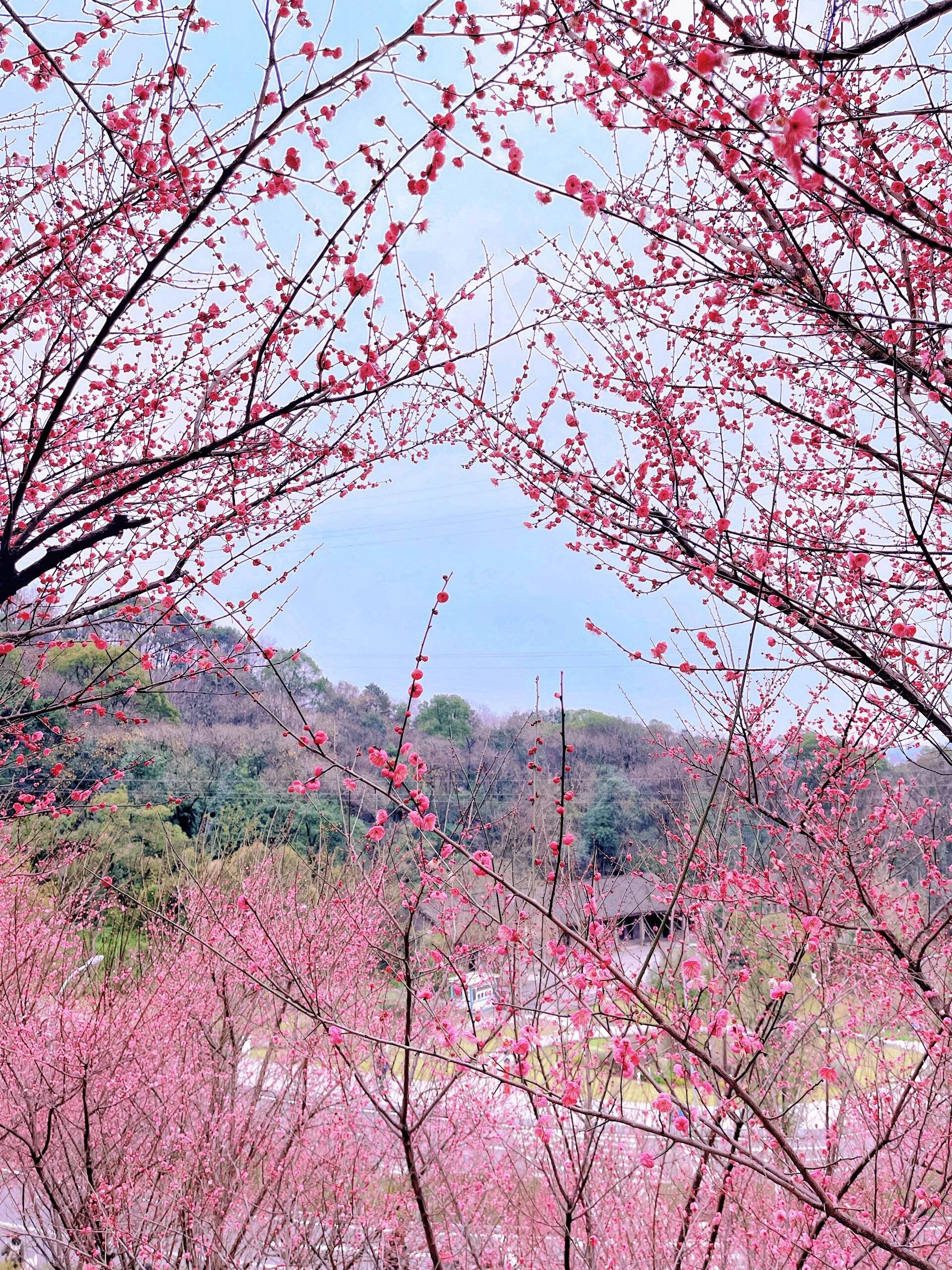 重庆歌乐山红梅花图片