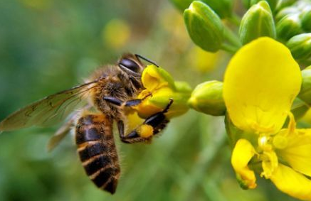 意蜂只采单花蜜是有条件的,别再弄错了_蜜源_蜂蜜_蜜蜂