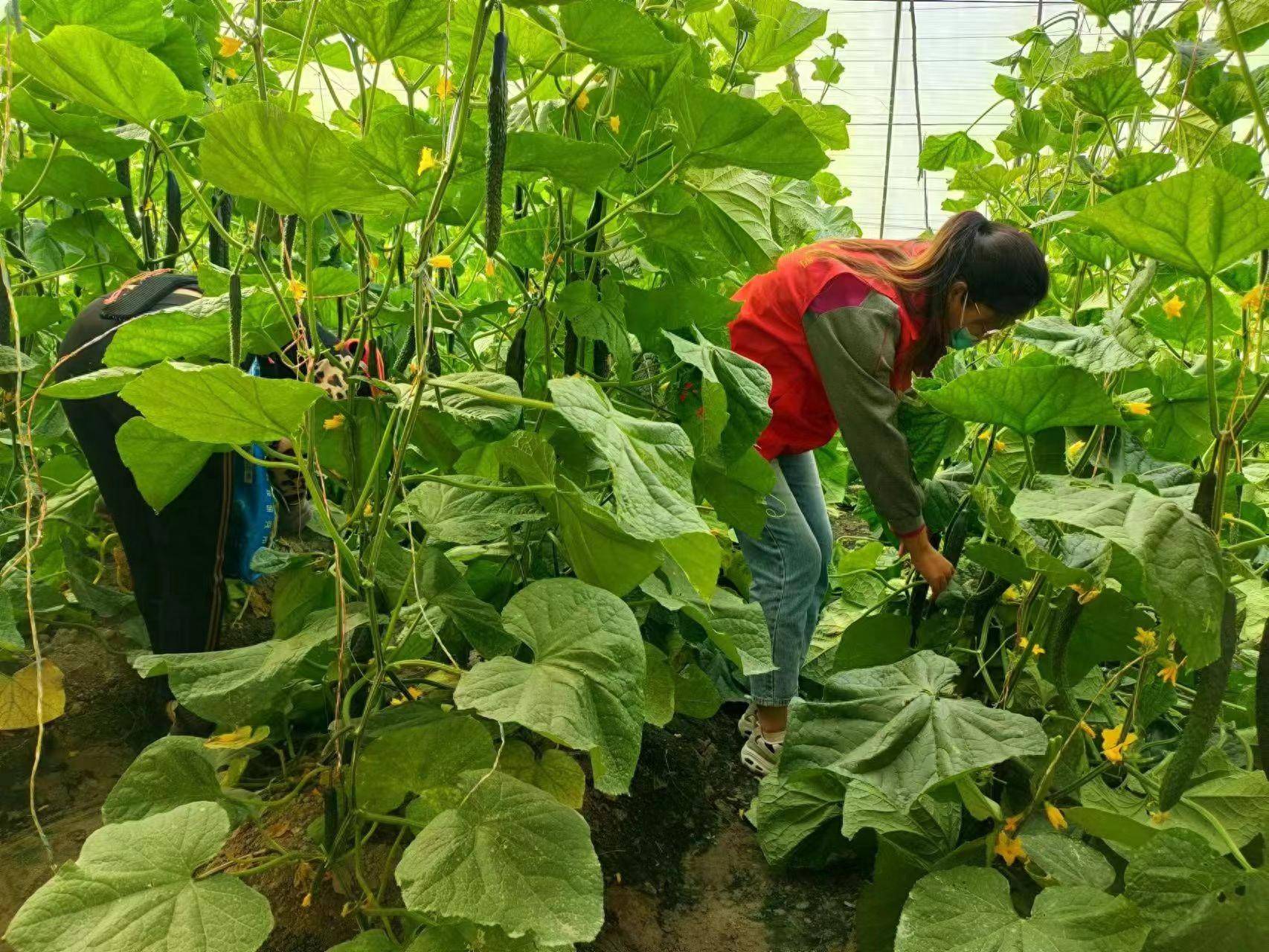 雨雪天气,大棚蔬菜管理别放松