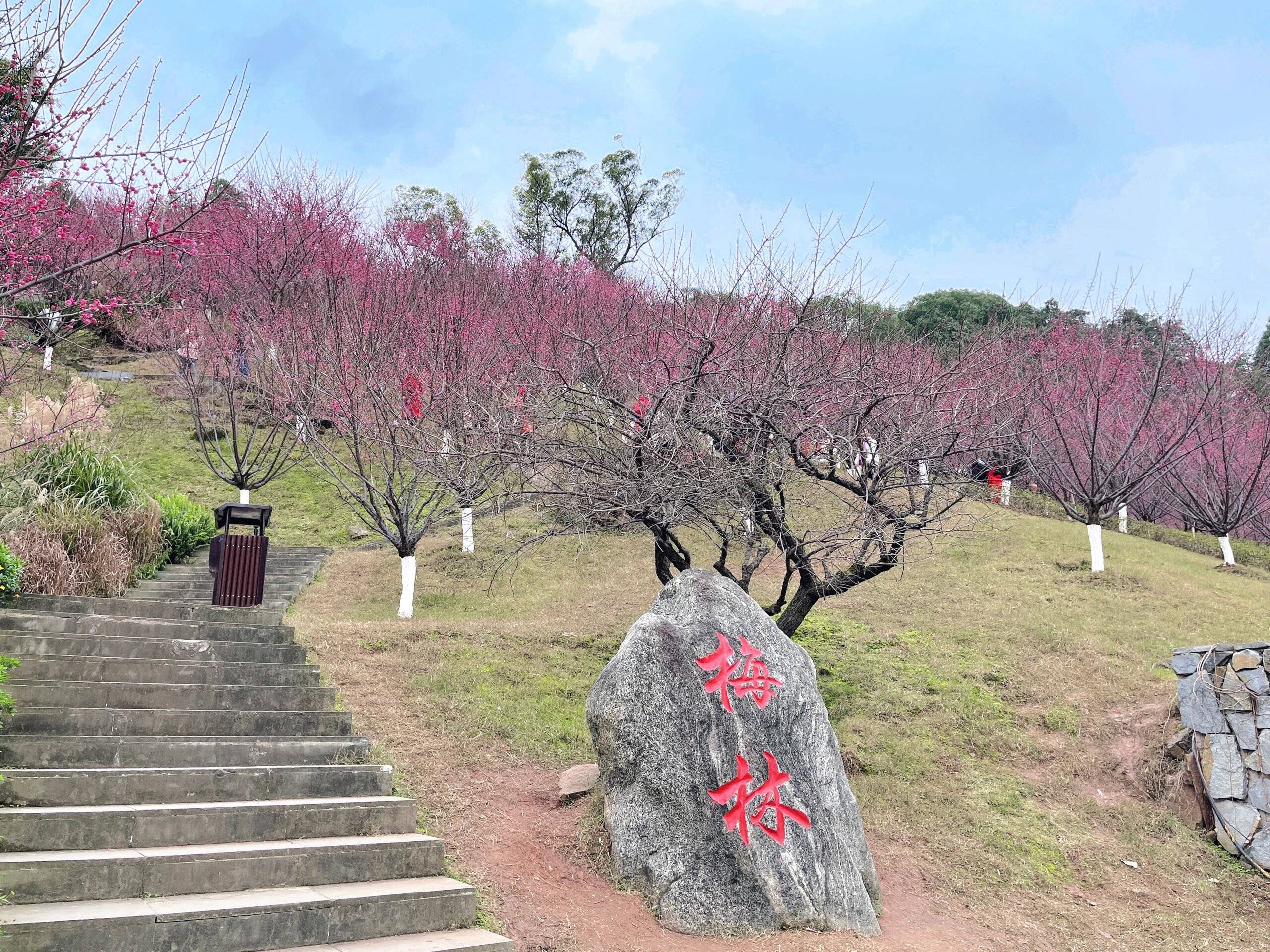 歌乐山梅花园图片