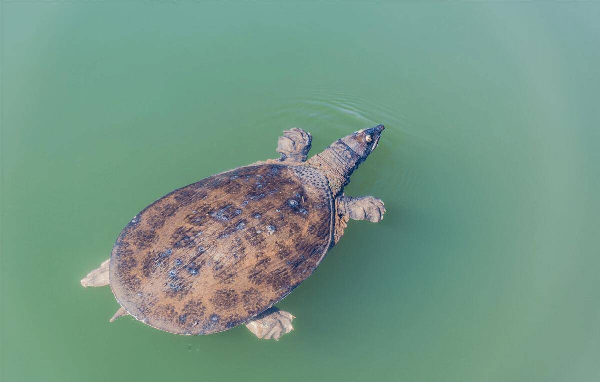 烏龜,甲魚,王八,與鱉的區別,你真的瞭解嗎?_動物_習性