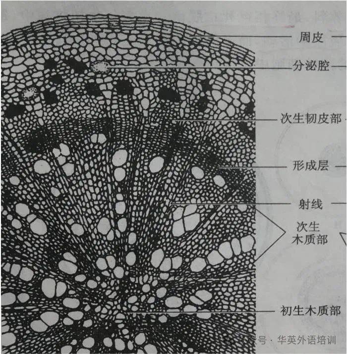 植物细胞构造图图片