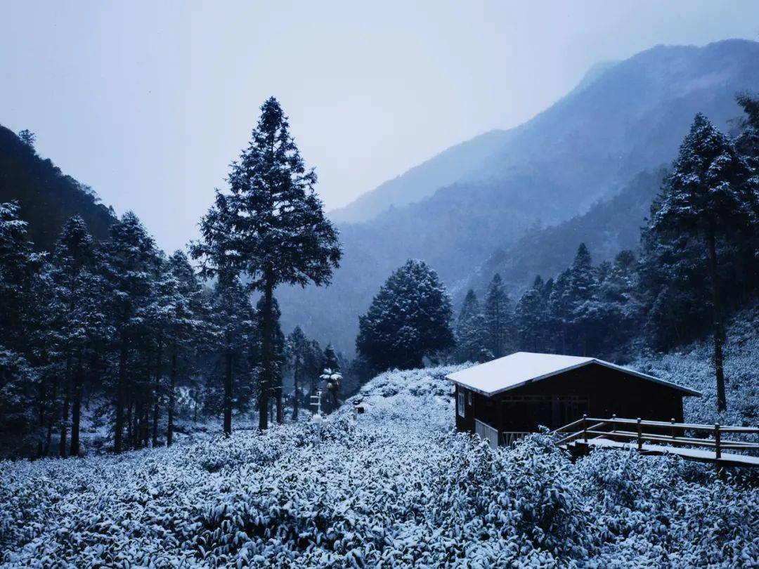 瑞雪兆豐年,春茶更鮮甜_茶樹_低溫_物質