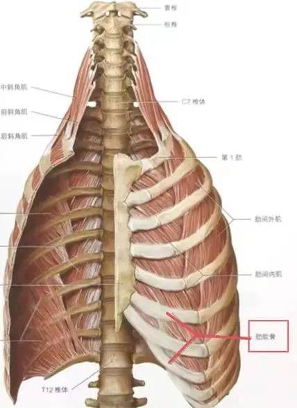 胸肋关节炎图片