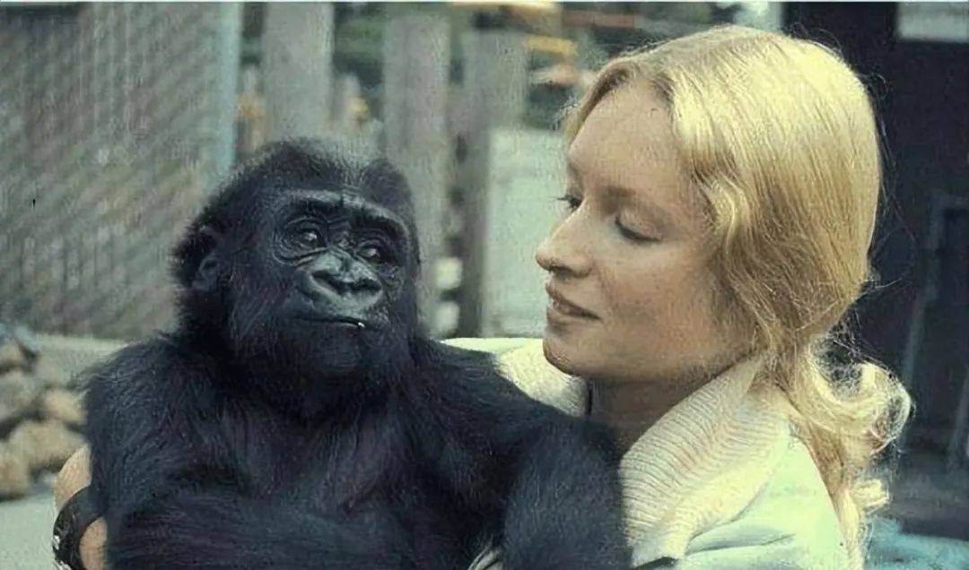 科学家为何要给女性移植猩猩卵巢,给男性移植猴子睾丸?