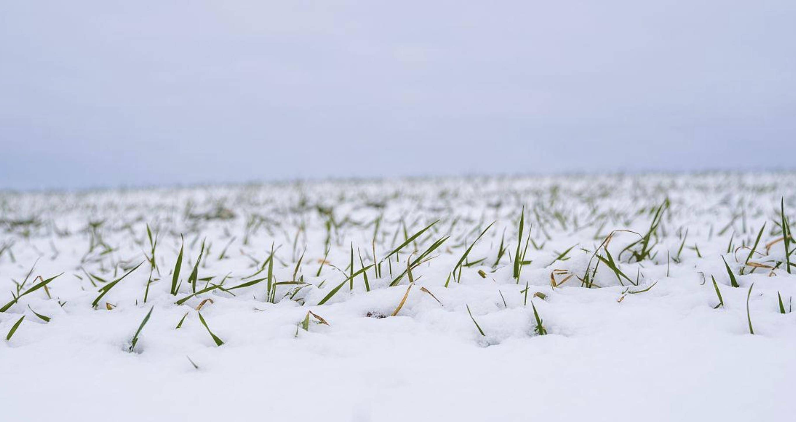 给麦田除雪