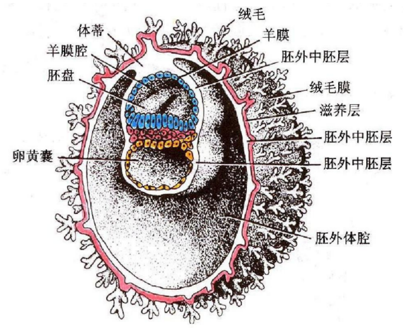 受精卵从单个细胞,发展成16个细胞的桑椹胚,再到100多个细胞的囊胚,数