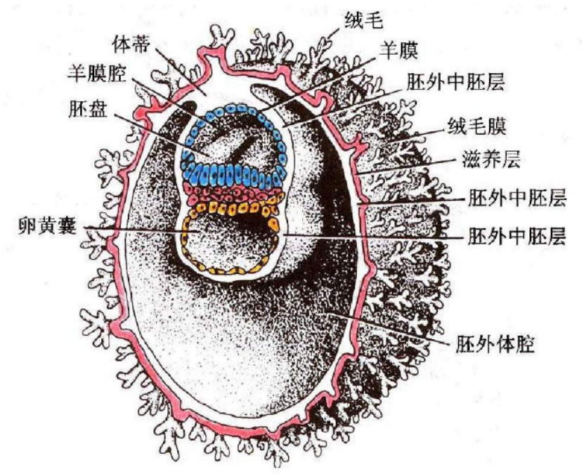 囊胚原肠胚结构图图片