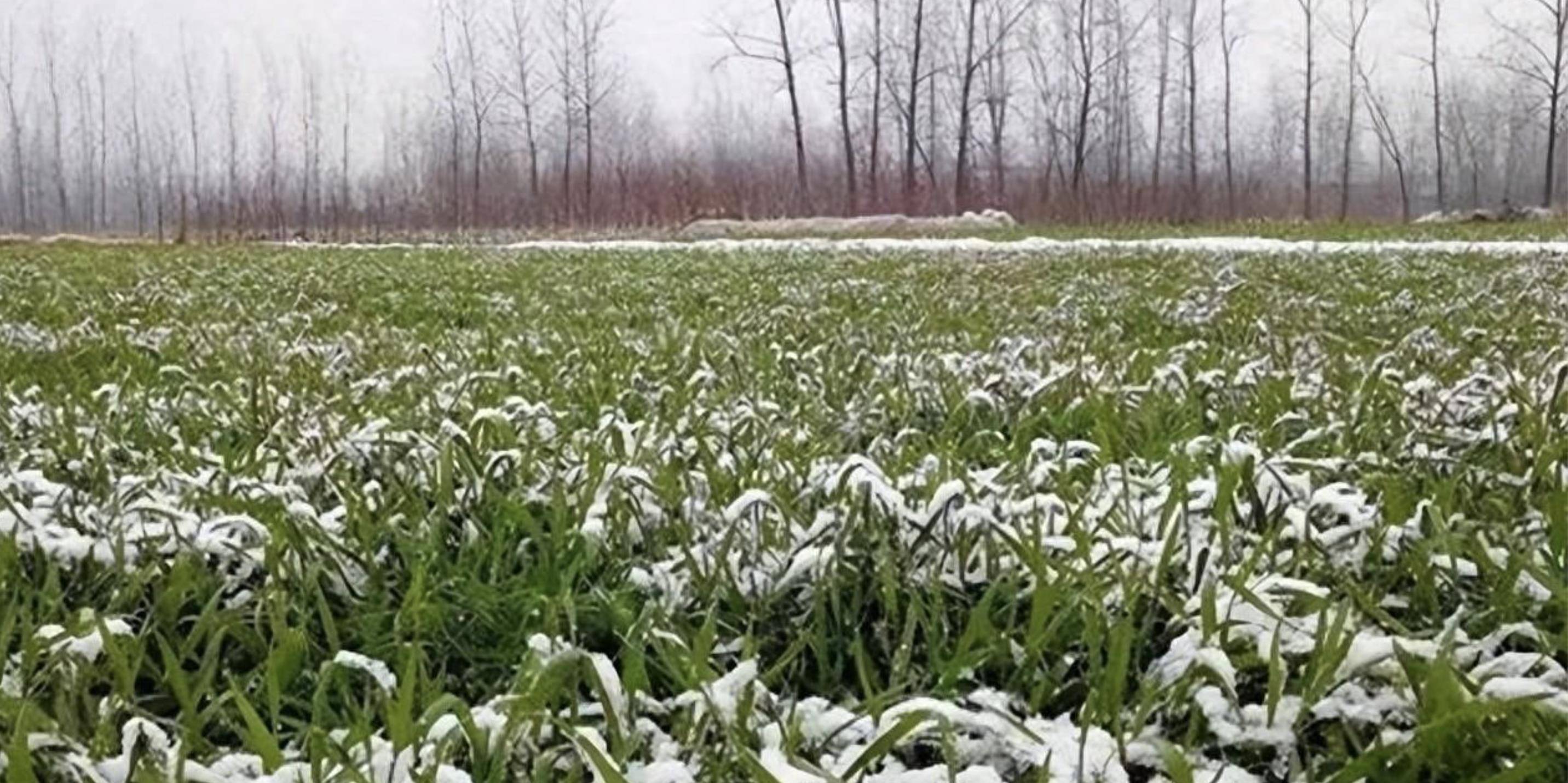 给麦田除雪