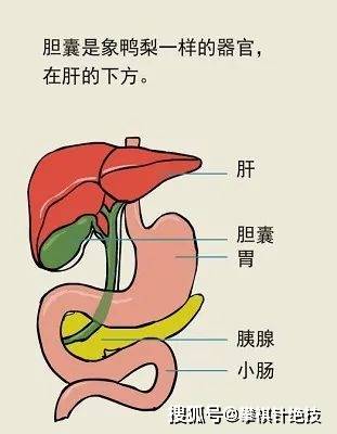 当心胆囊炎找上你 附胆囊炎无痛针方