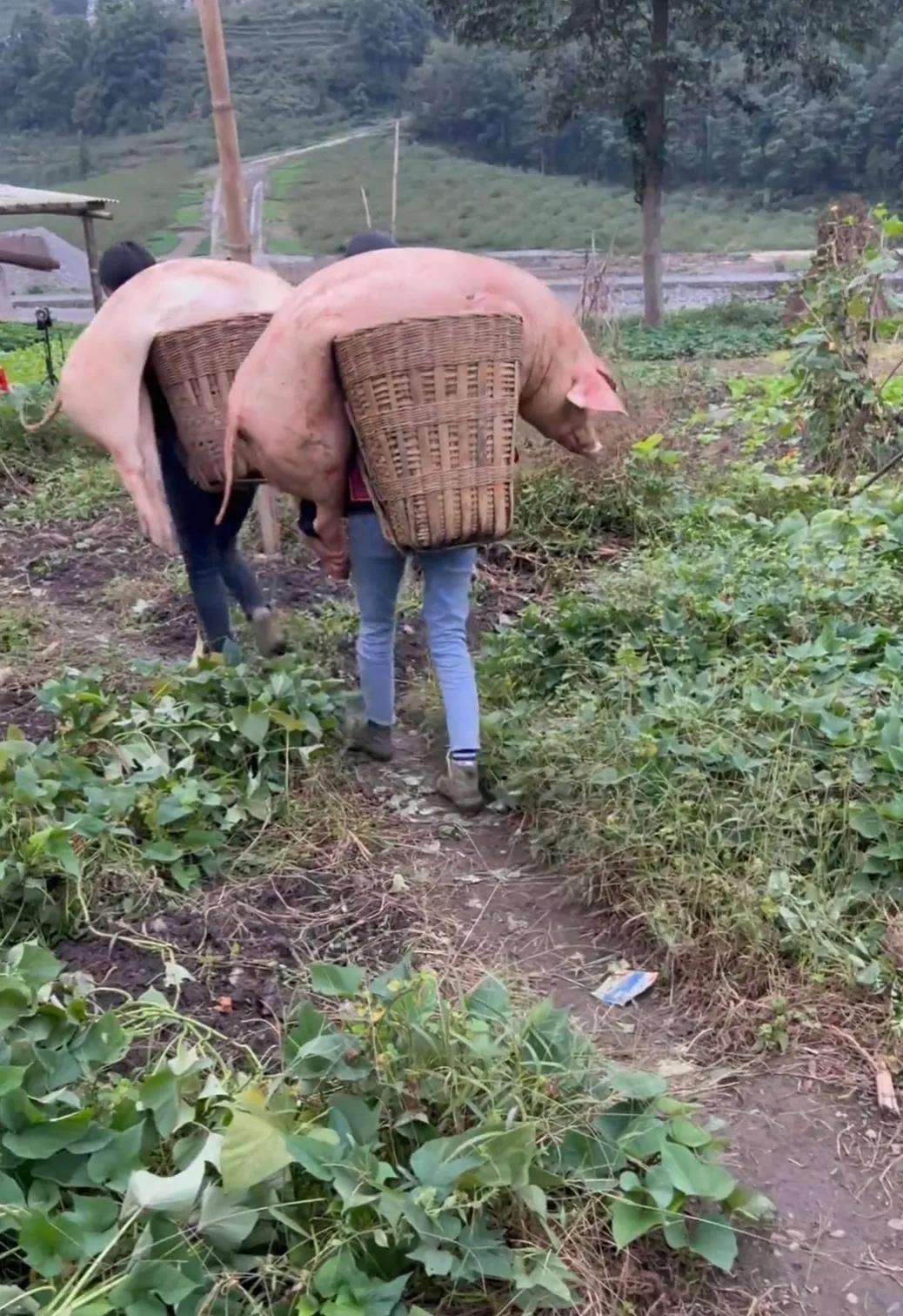 她每天都要上山打豬草餵豬,然後下地裡幹農活兒.