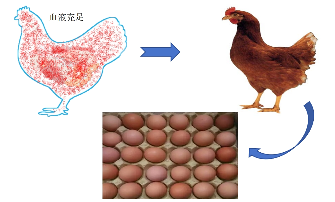 的免疫力,促進生長,改善血液循環,增加氧氣供應,提高產蛋量和孵化率