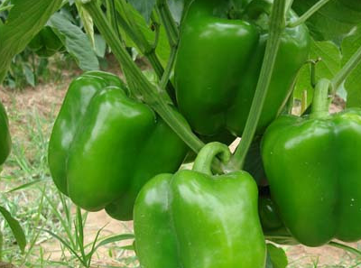 常常吃"青椒"到底对身体有什么影响呢?很多人到现在都不清楚!