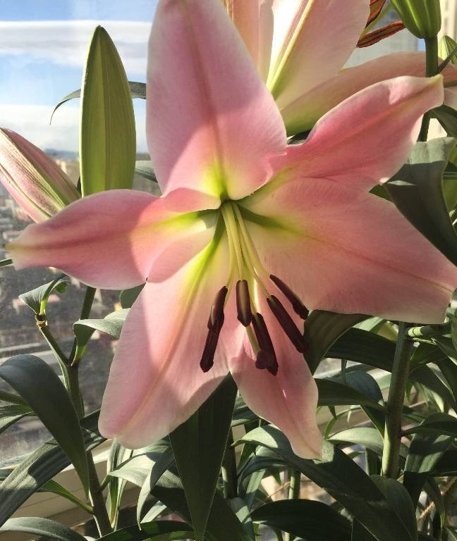 比绿萝还好养,家里盆栽一株,花香四溢飘满屋_百合花_栽培_开花