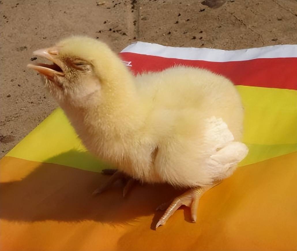 鸡用嘴巴呼吸怎么回事?小鸡张嘴呼吸怎么治疗?教你一个好办法