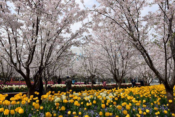 街边的樱花和郁金香:琴键春园_aigale_html_cn