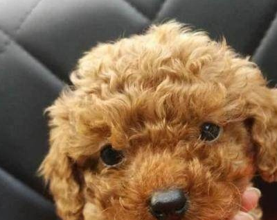 养泰迪狗之前你需要知道的六件事,宠物主人能接受吗?