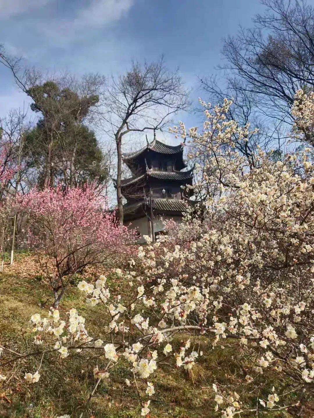 古隆中景区的梅花集中在小虹桥头一带,这片梅林除红梅,雪梅外,还有