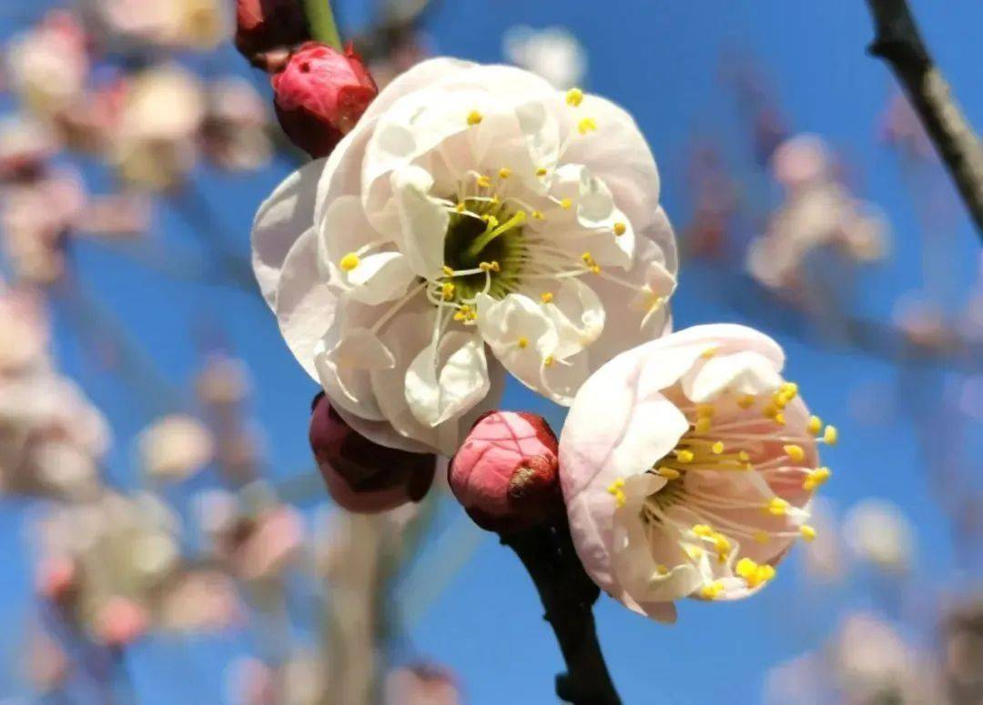 已盛开, 武汉100 公园可免费观赏腊梅红梅白梅_梅花_景区_梅园