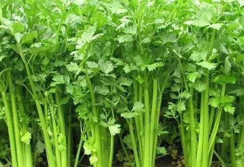 芹菜中含有丰富的维生素和矿物质,基本上不含嘌呤.