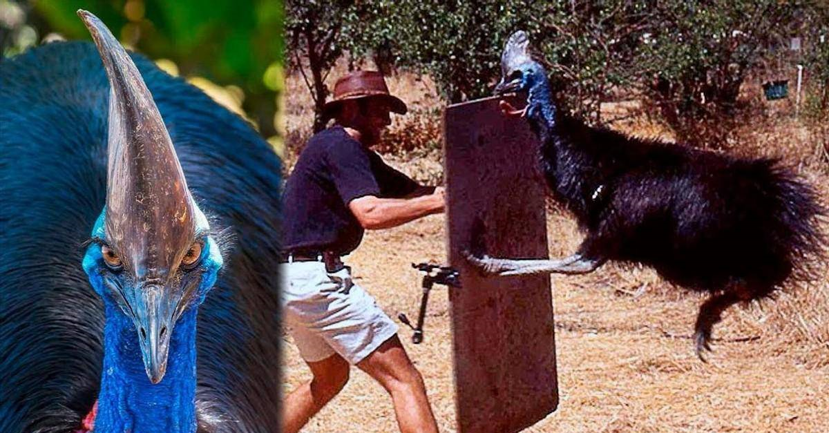 一脚可以踢穿铁板_鸟类_威胁_人类