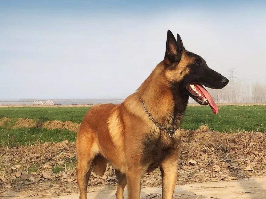 养德牧的人,为什么不会养其它的狗?