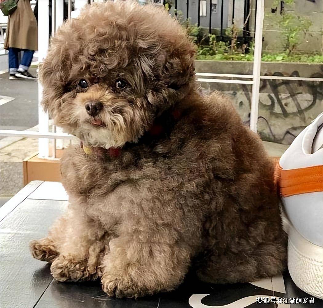 养泰迪,千万别这样喂食,对它的身体"伤害"很大!_狗狗_问题_零食