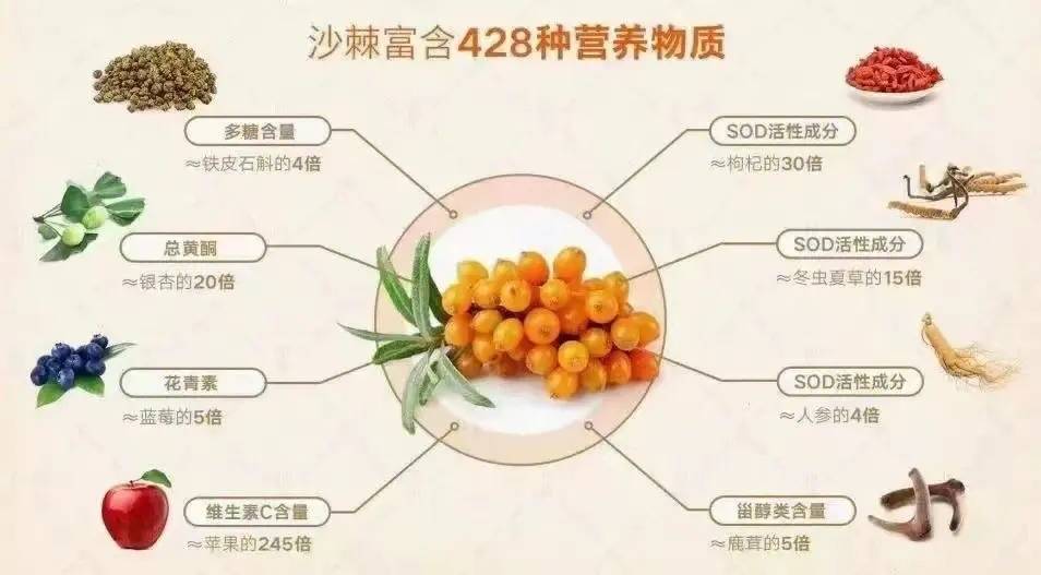 探索沙棘原浆的多重功效与营养价值_手机搜狐网