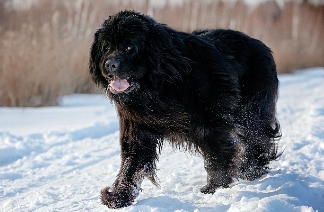 比利时牧羊犬与贝尔马司相似,同样是一种敏捷,聪明的狗狗品种.