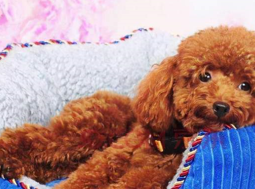 教你一眼辨别"高品质"的泰迪犬,我家的居然是串串,你的呢?