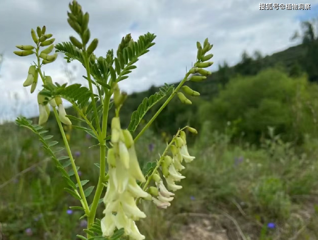 黄芪苗木图片大全图片