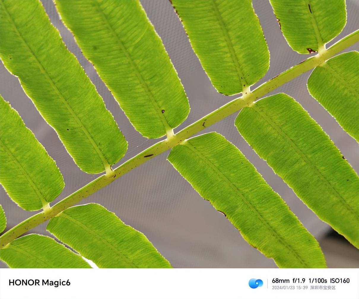 荣耀Magic6标准版带来的Pro级丝滑体验，流云紫配色惊艳登场！