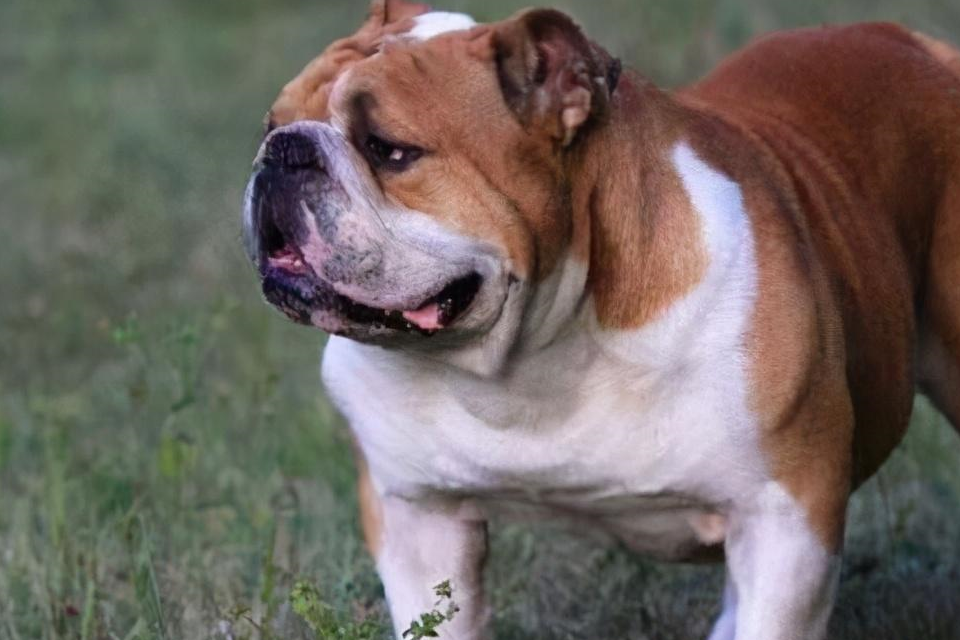 英国斗牛犬的外表看上去有点凶,但是性格是相当温柔的,对人十分亲近而