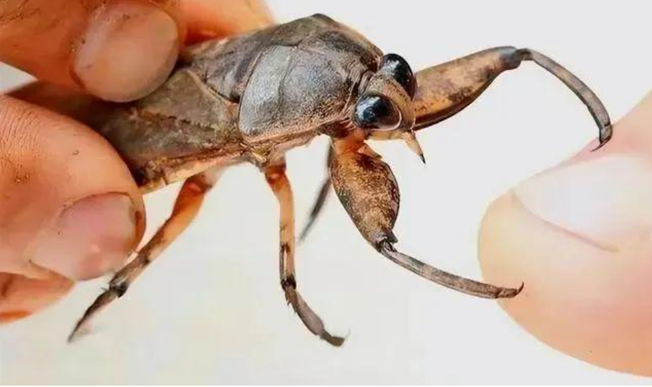 "水中恶霸"田鳖,吃青蛙能捕蛇,还爱咬人脚趾,为何很少见了?