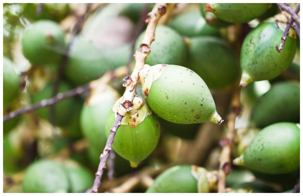 口腔癌的真凶揭秘,槟榔咀嚼的危险性_是一种_世界卫生组织_包括