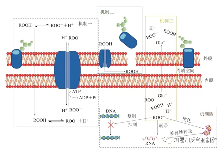 微生物_酵母