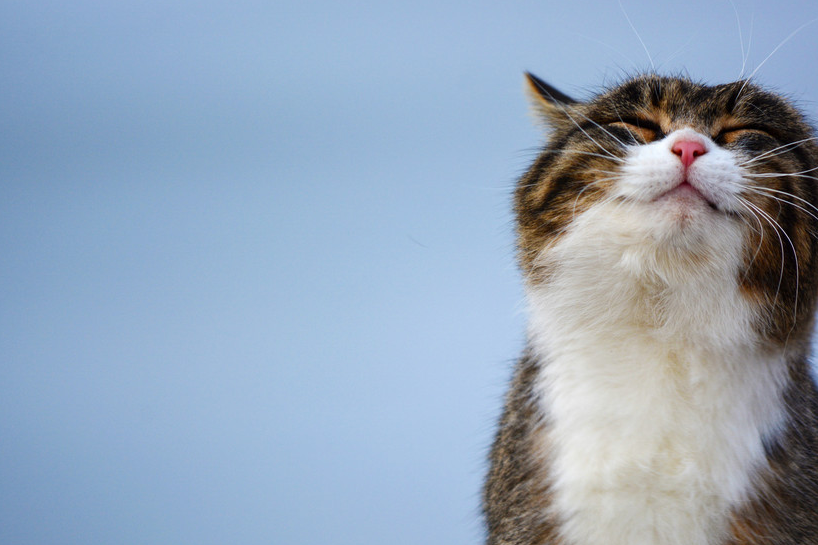 你听懂猫言猫语了吗_猫咪_声音_图片