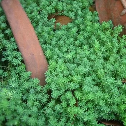 景天都有什么营养价值?