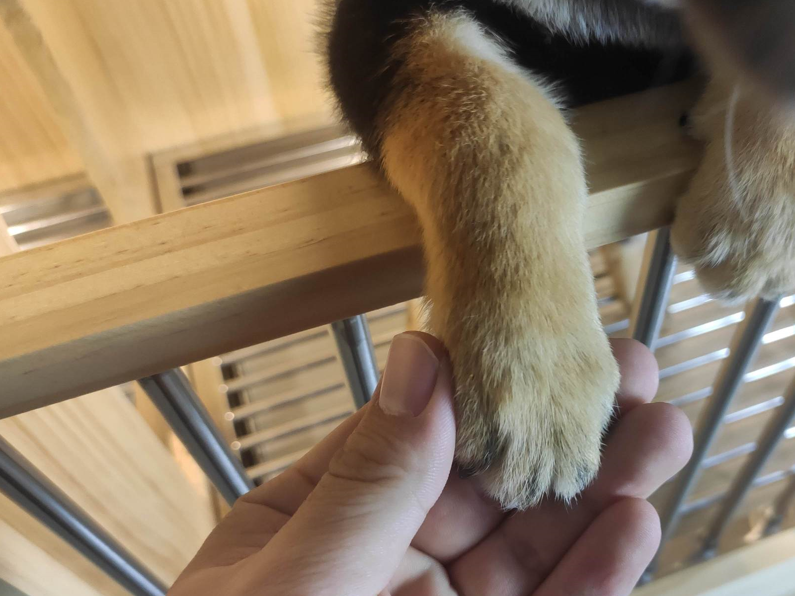 如何缺点柴犬是否纯种?(必读)