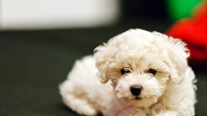 而且呈黑色或者深褐色,如果你家比熊犬的眼睛并不是圆形,而是杏仁状