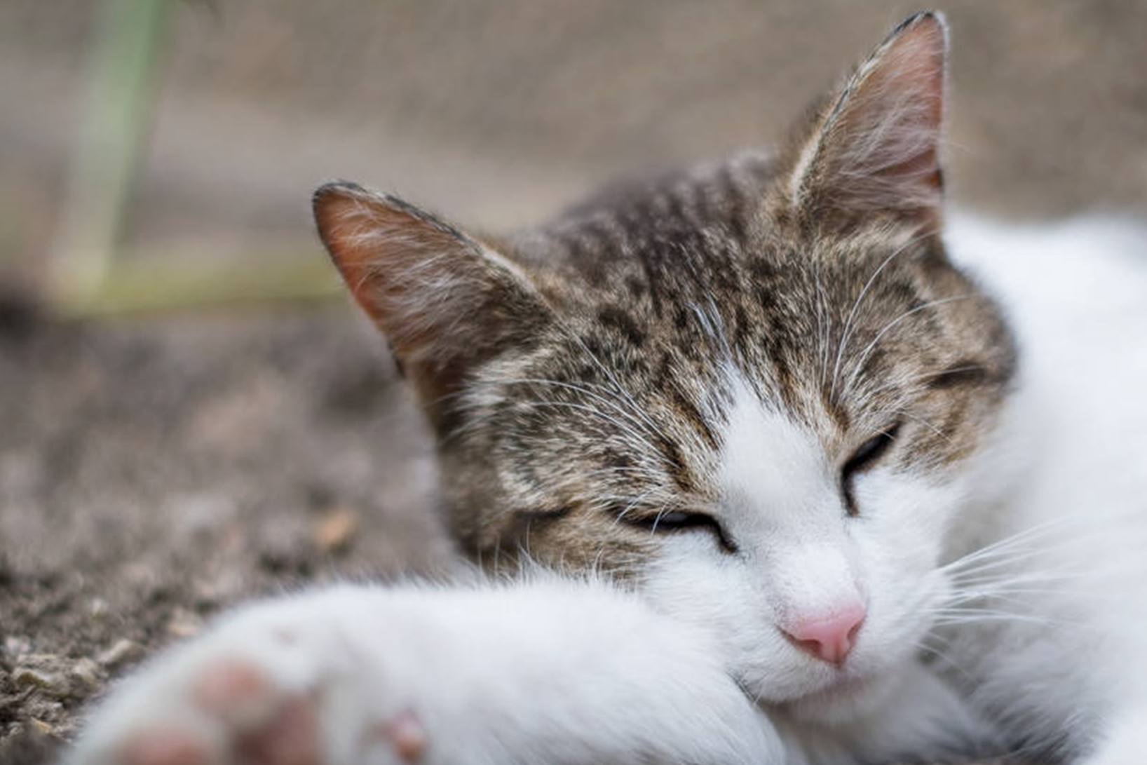 你家猫咪什么性格你知道吗_主人_活动_环境