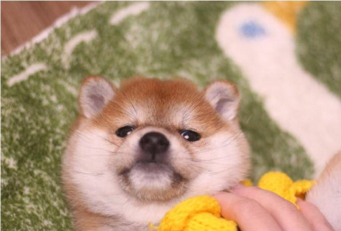 柴犬的几大缺点!购买之前必须了解!_因为_时候_老朋友