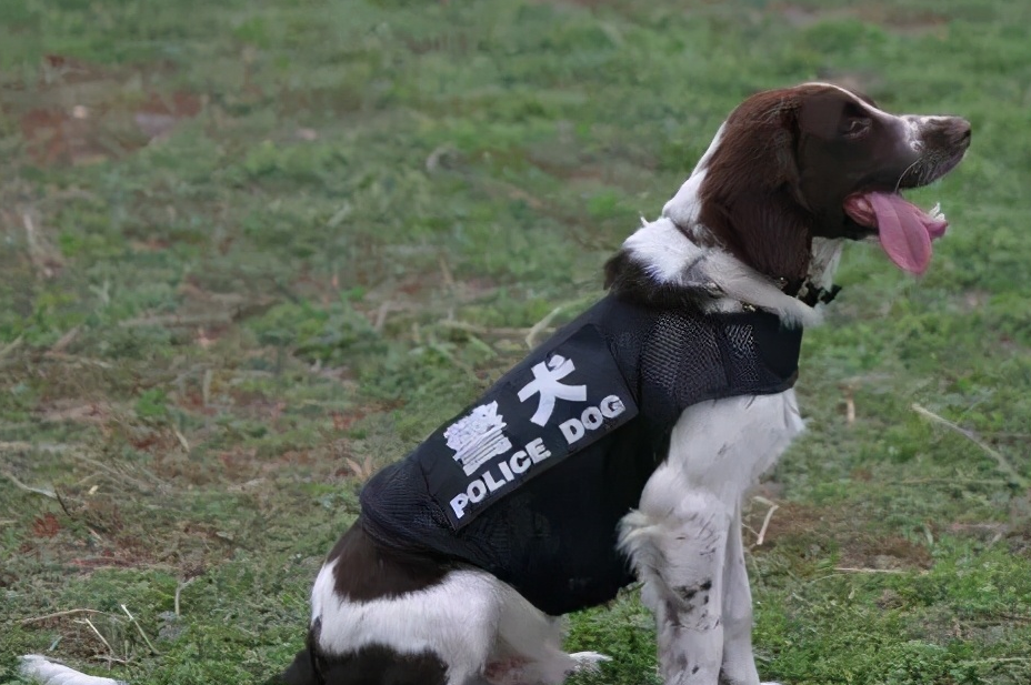 如今,中国使用的7大警犬,个个都是好帮手_训练_狗狗_能力
