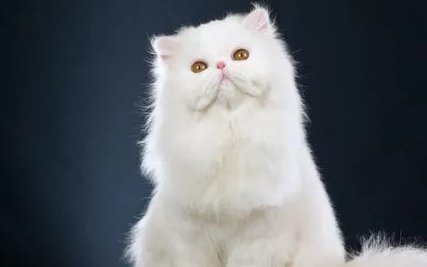 第一名不用猜我就知道是它