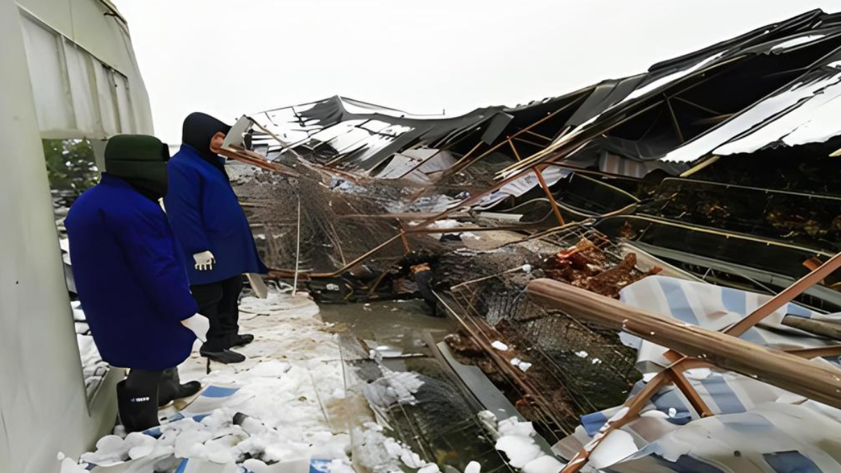 雪崩悲剧折射出的警示八万鸡不幸罹难湖南临澧呼唤农业抗灾新策略