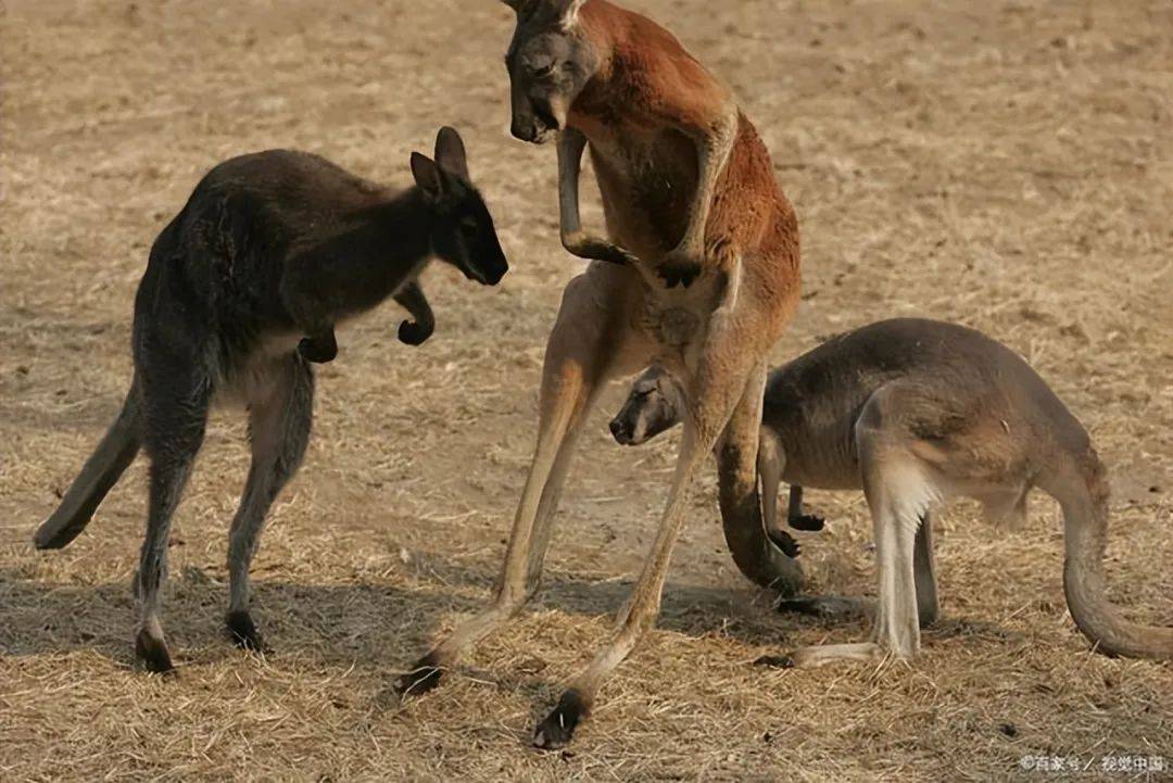 探究動物雜交的真相與後果_物種_進行