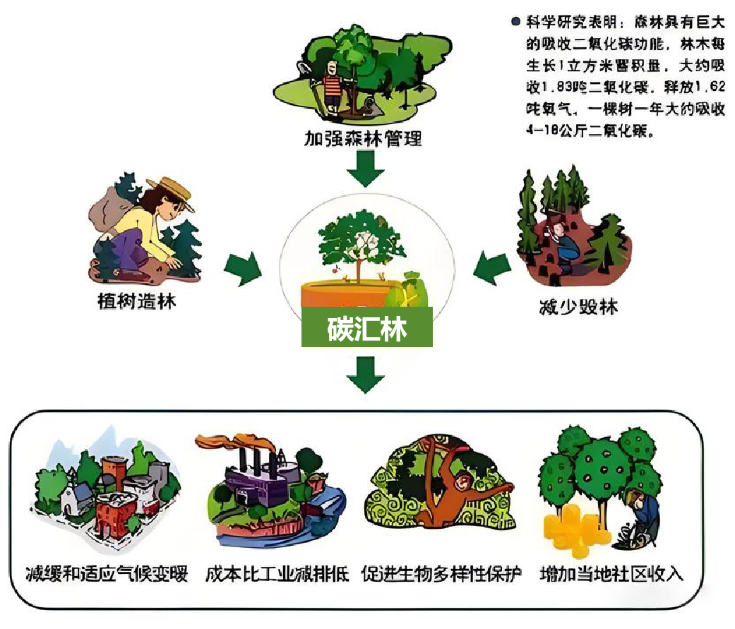 国际碳汇林标准图片